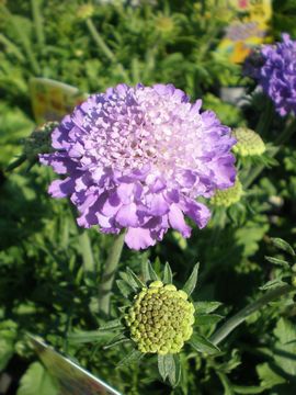 �X�J�r�I�T