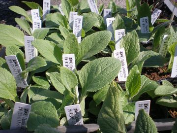 �W�M�^���X