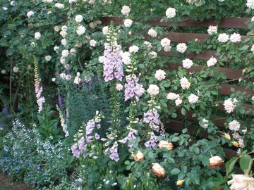 �W�M�^���X