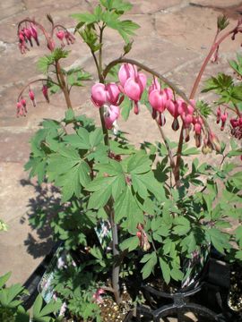 �^�C�c���\�E