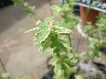 �R�f�}���@�s���N�A�C�X