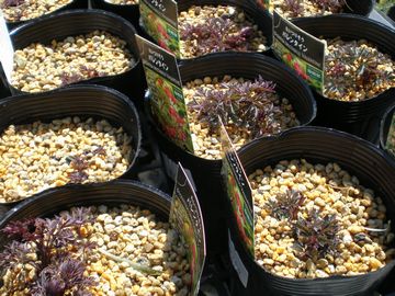 �^�C�c���\�E�@�o�����^�C��