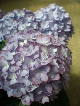 �A�W�T�C�@�G�r�[�^