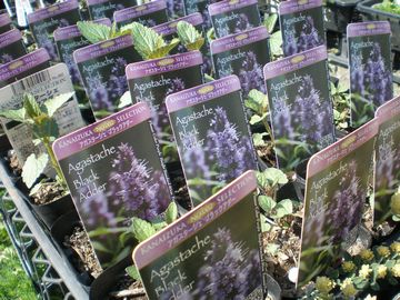 �A�K�X�^�[�V�F�@�u���b�N�A�_�[