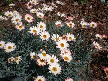 �}�[�K���b�g�@�������o