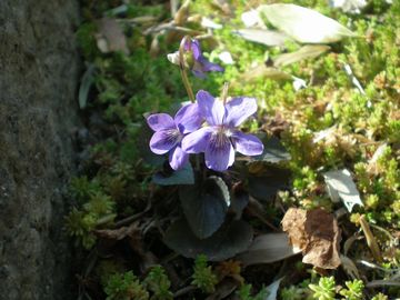 ���u���h���J