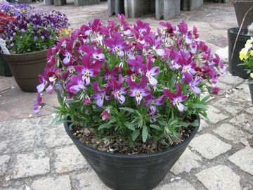 �����ːF�̃��C