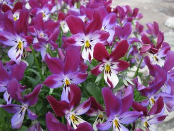 �����ːF�̃��C