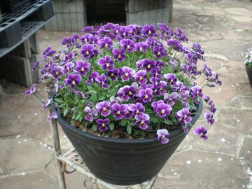 �Ԃ�ȃ^�k�L