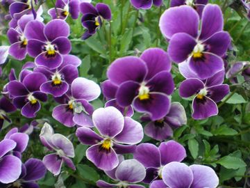 �Ԃ�ȃ^�k�L