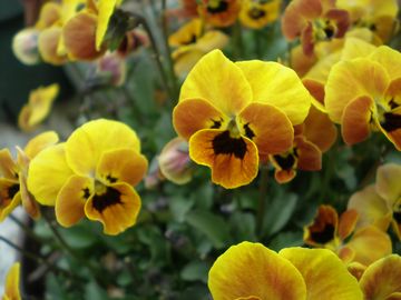 ���̃R�A��