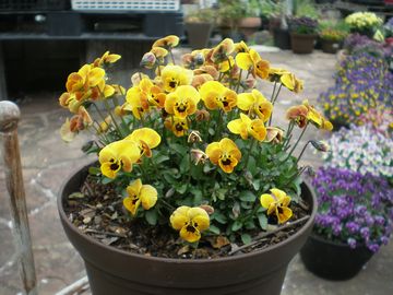 ���̃R�A��