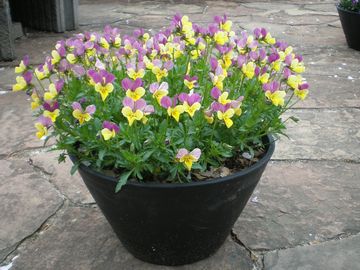 ���̒J�̃e�B�R