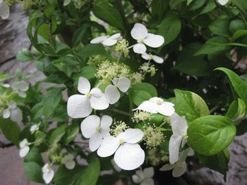 �R���e���M