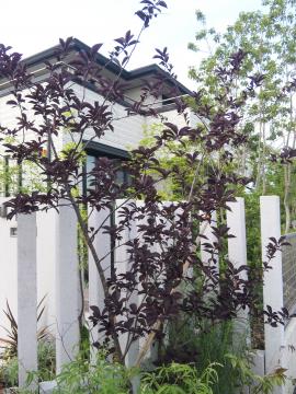 �v���k�X�@���t