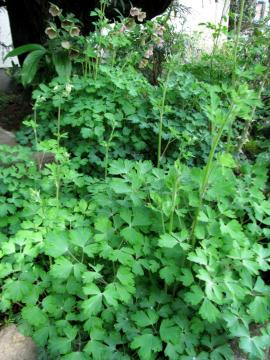 �����܂�