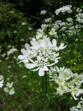 �I�����C�A