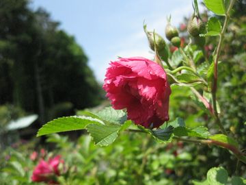 �O���[�e���h���X�g