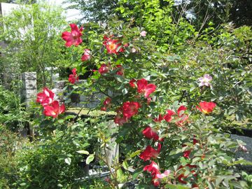 �R�N�e�[��