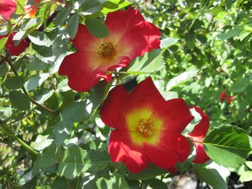 �R�N�e�[��