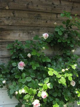 �s�G�[���h�����T�[��