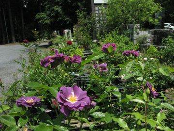 ���v�]�f�B�C���u���[