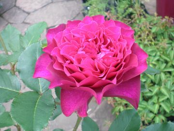 �x���x�e�B�g���C���C�g