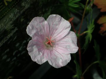 �Q���j���[���@�X�g���[�^��