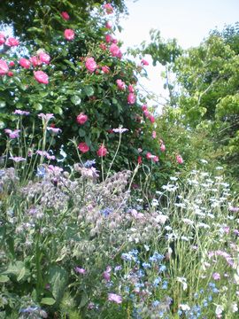 �A�O���X�e���}�@�{���W