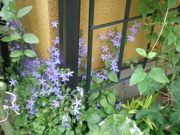 �A���y���u���[