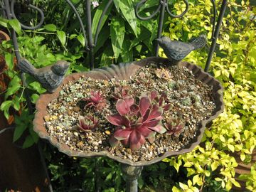 �o�[�h�o�X