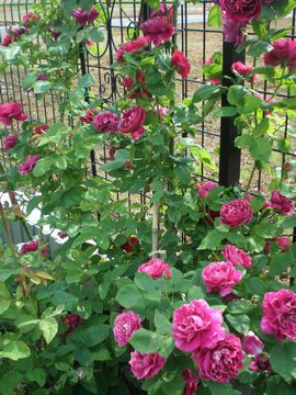 �o�����E�W���[�h�E����