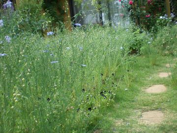 �y���j�A���@�t���b�N�X