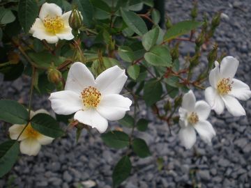 �t�F�A���[�E�B���O�X