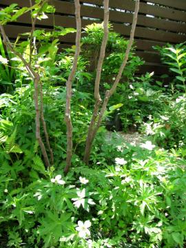 �C�`�����\�E