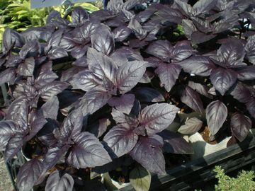 �o�W���@���b�h���r��