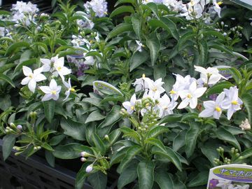 ���}�z���V