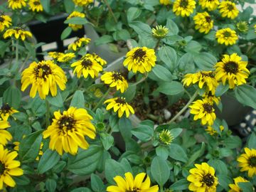 �T���r�^���A