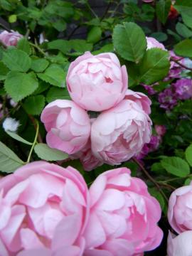 ���E�v���b�^�[