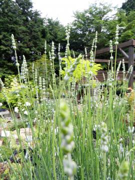 ���x���_�[�@�V���n�i