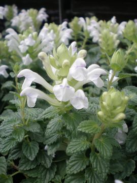 �X�N�e�����A