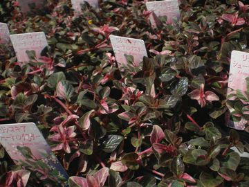 ���V�}�L�A�@�V���[�e�B���O�X�^�[