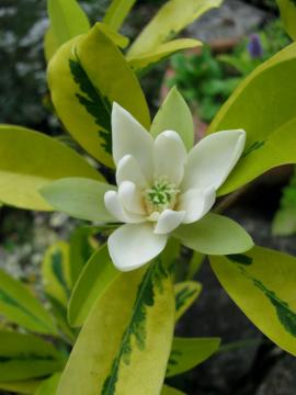 �q���^�C�T���{�N