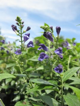 �X�N�e�����A�@�W�����j�J