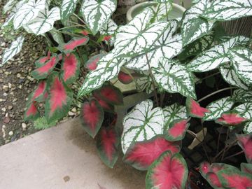 �J���W�E��