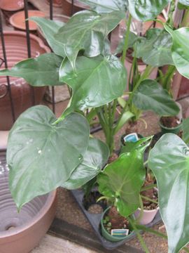 �V�}�N���Y�C��