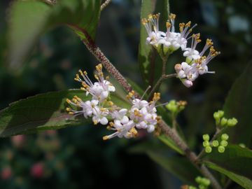 �����T�L�V�L�u