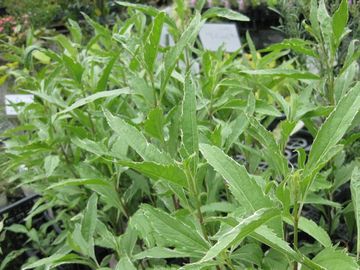 ������t�W�o�J�}