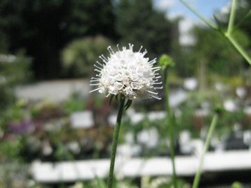 �T�N�V�Z��