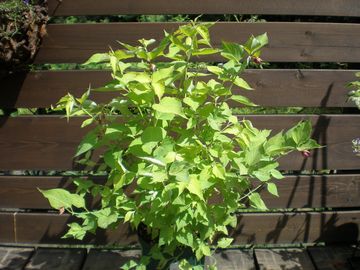 ���C�V�F�X�e���A